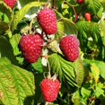 thumbnail image 3 of Set 4 Raspberry Plants Live 5 To 8 Inch Tall, Raspberry Bush Live Plants, Sweet Raspberries Fruit Seedlings (Mixed Raspberry), 3 of 6
