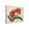 thumbnail image 2 of Trademark Fine Art 'Amaryllis Splendor II' Canvas Art by Curtis, 2 of 4