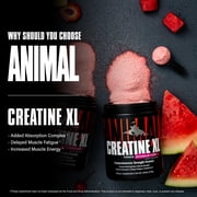 Universal Nutrition Animal Creatine XL Powder - Watermelon - 30 Servings