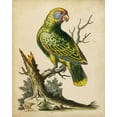 thumbnail image 2 of Edwards, George 12x14 Black Ornate Wood Framed with Double Matting Museum Art Print Titled - Paradise Parrots V, 2 of 4