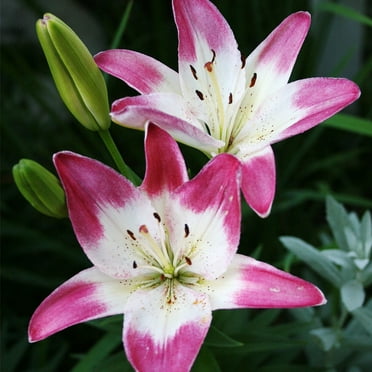Lollypop Asiatic Lilies Flower Bulbs - 3 Bulbs per Pack - Pleasantly Scented - Attracts Butterflies and Hummingbirds - Good as Cut Flowers - Grows Well In Containers - Perennializing - Live Garden
