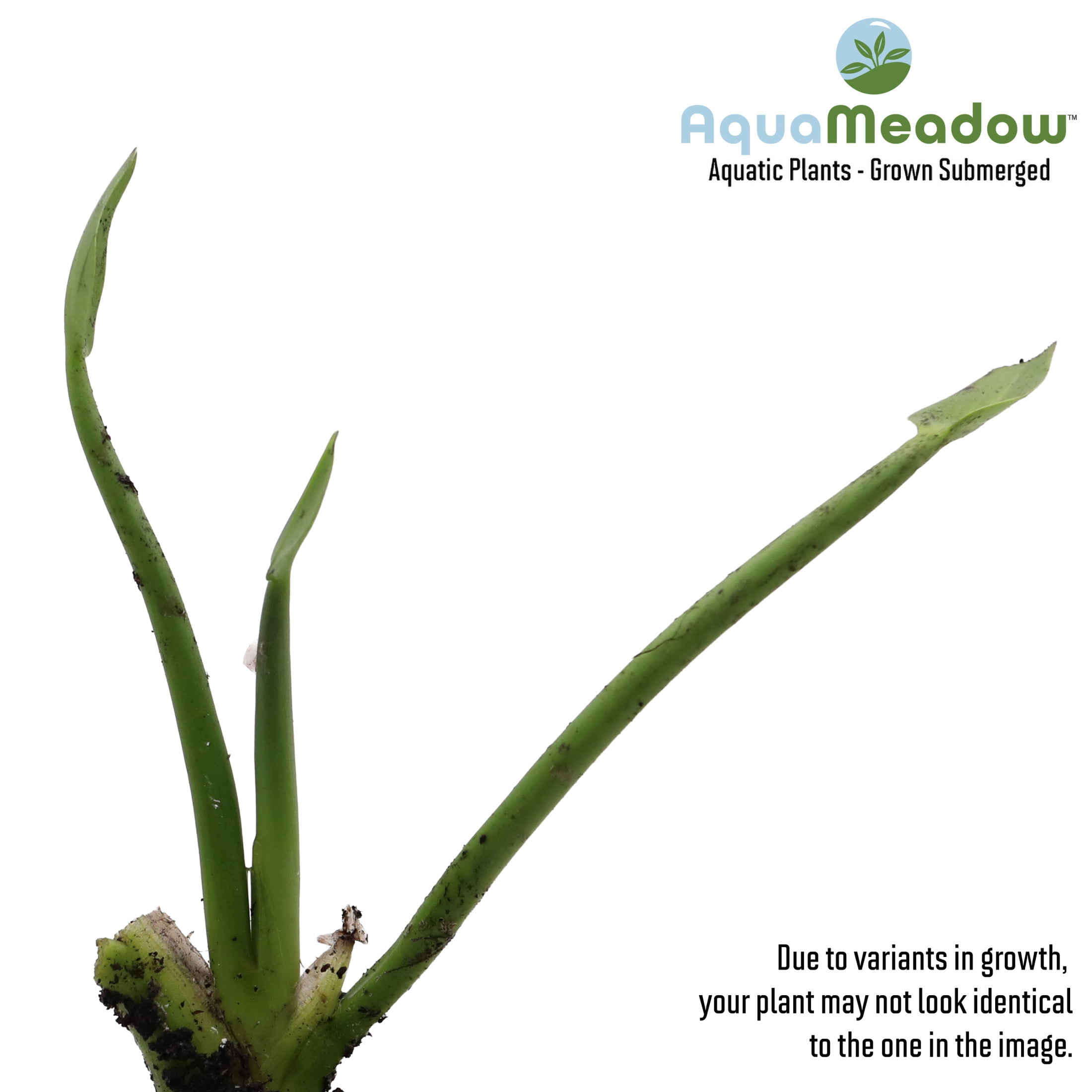 AquaMeadow Blue Pickerel Rush Potted Reg 3ct