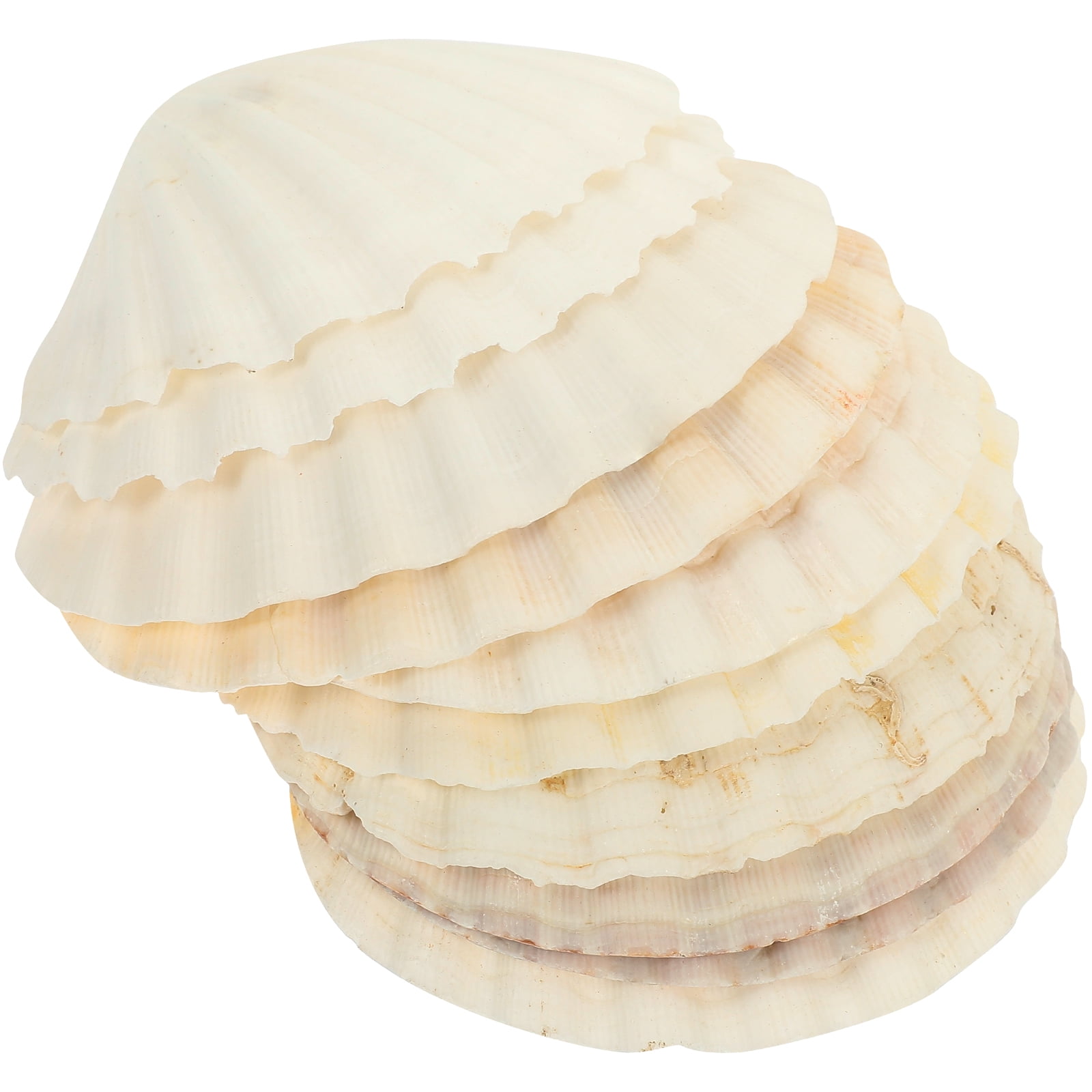 10Pcs DIY Scallops Decorative Natural Scallops Shell Adornment for Fish