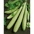 thumbnail image 4 of Armenian Pale Green Cucumber Seeds, 100 Heirloom Seeds Per Packet, Non GMO Seeds, Isla's Garden Seeds, 4 of 9