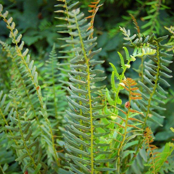 Christmas Fern - 1 Gallon Pot, Live Semi-Evergreen Fern, Part Sun, Outdoor