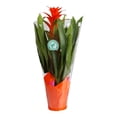 thumbnail image 1 of Maceta de bromelias 1 pza, 1 of 4