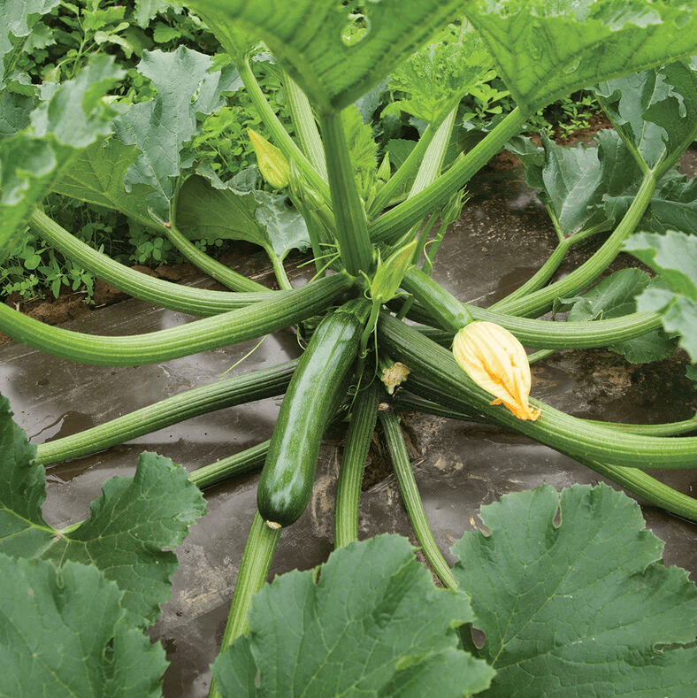 2 Green Squash Zucchini Plants Seedlings, 4 Inches Pot, Squash Plants Live 3-5" Tall, Live Zucchini Plants