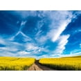 thumbnail image 2 of Gulin, Sylvia 18x15 Black Ornate Wood Framed with Double Matting Museum Art Print Titled - USA-Washington State-Palouse canola fields in yellow with dirt road, 2 of 4
