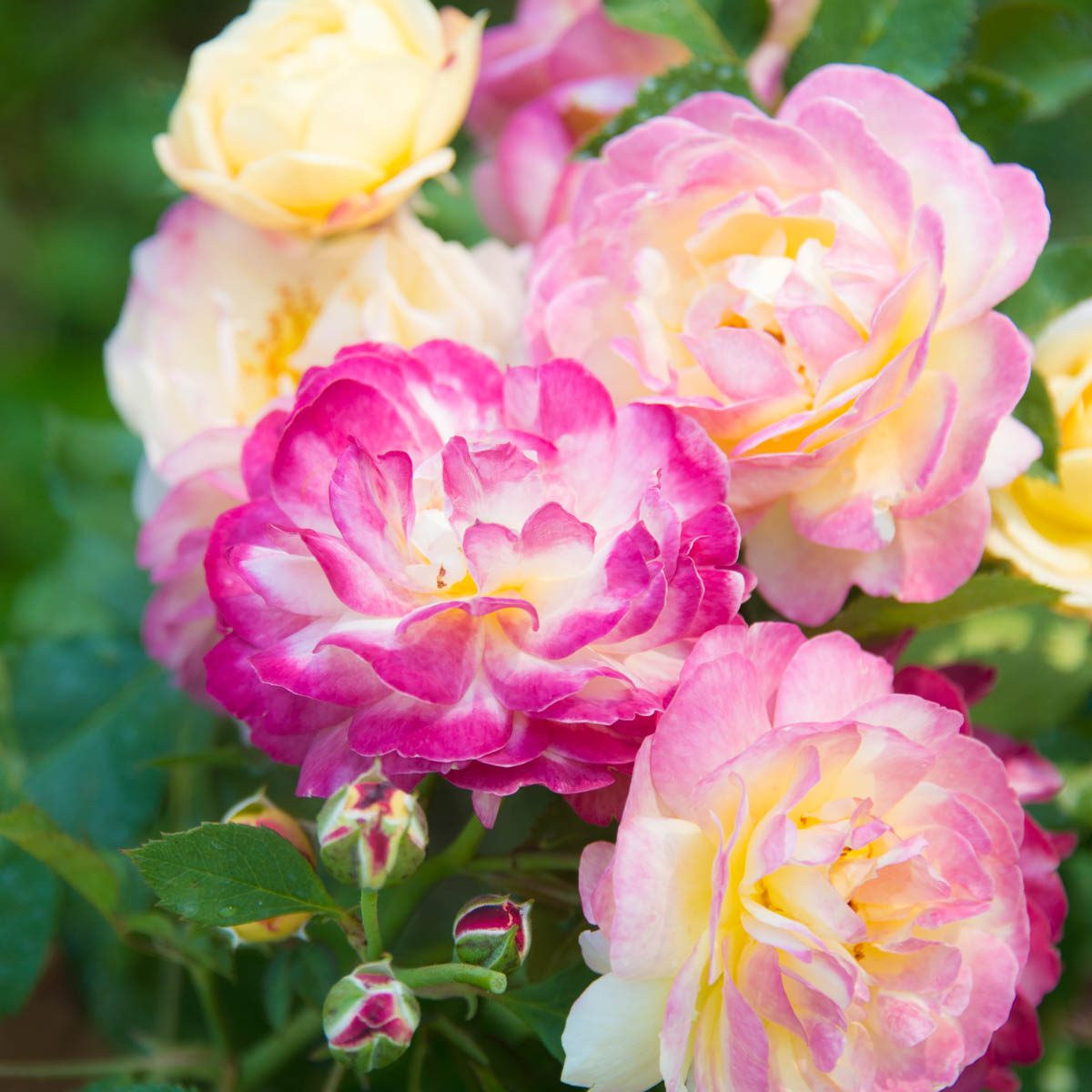 Life of the Party Floribunda Rose, 3 Gallon Potted Potted Flowering Plant (1-Pack) - image 3 of 4