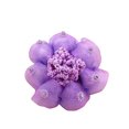 thumbnail image 2 of Koszal Hair Net High Elasticity Sretchable Involucres Pattern Baby Girl Hair Bun for Ballet, 2 of 6