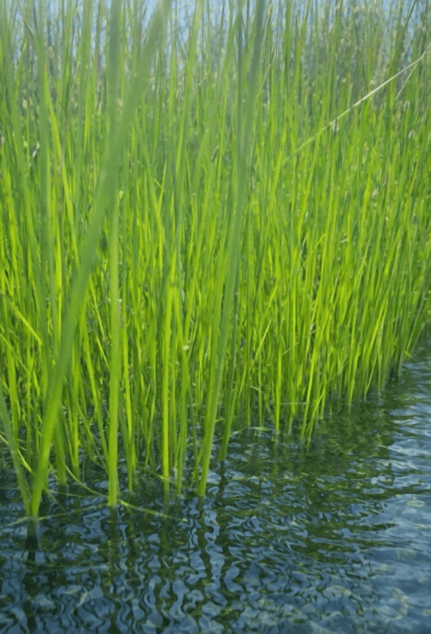 5 Live Eleocharis Vivipara Aquarium Plants – Tall Hair Grass for Freshwater Fish Tank, Natural Aquascaping Background Plant