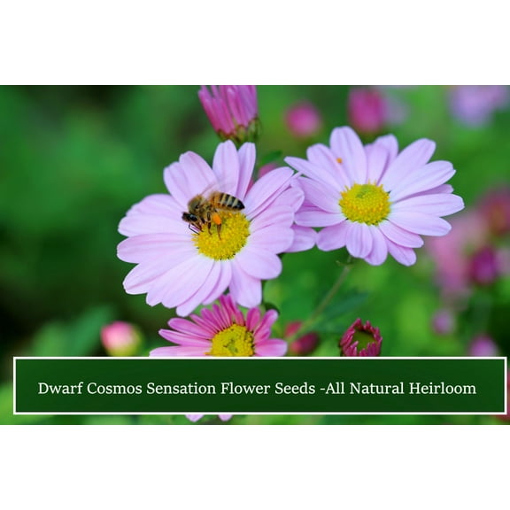 Flower Seeds - DWARF Cosmos Sensation Flower- 40 Seeds- Perfect Container flower - Attracts Butterflies Wildflower Border Gardens
