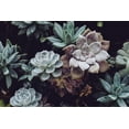 thumbnail image 5 of ragnaroc Live Succulents – Echeveria Tolimanensis in 4” Pot - 1ct - Live Arrival Guaranteed - Potted Succulents, House Plants for Home Decor & Gift, 5 of 5