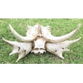 thumbnail image 6 of Ebros Large Elder Dragon Skull Statue Legendary Erathia Fossil Skeleton 18"L Figurine, 6 of 7