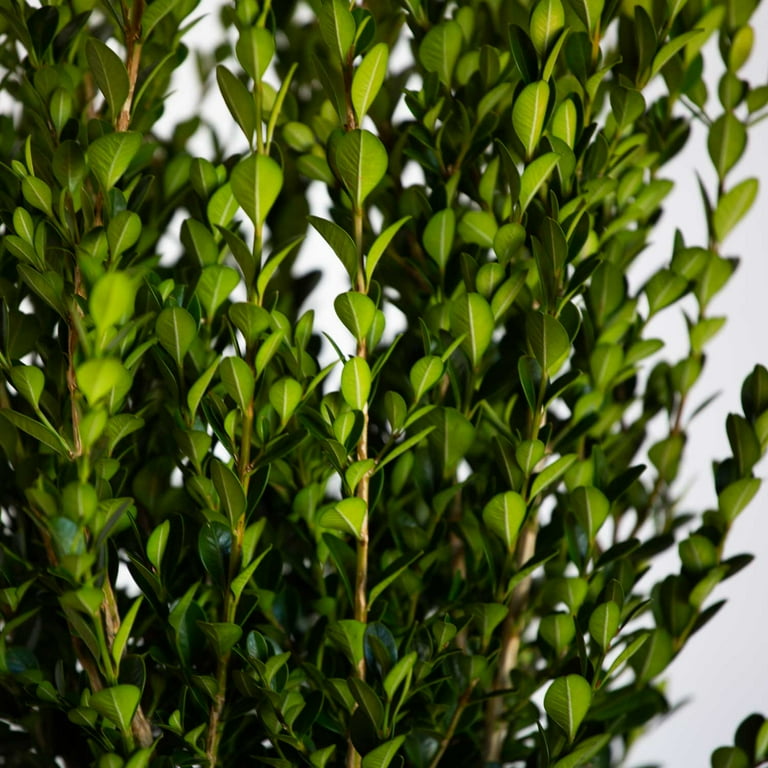 Costa Farms Trending Tropical Raven ZZ Indoor Plant in 6 in