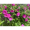 thumbnail image 5 of Seedville Beach Rose 50 Rosa Rugosa Flower Seeds, 5 of 11