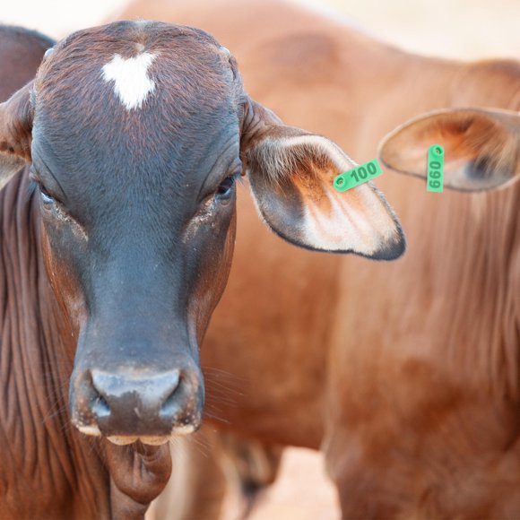 HEALEEP 100Ud Etiquetas De Plástico Para Identificación Única De En Ganadería