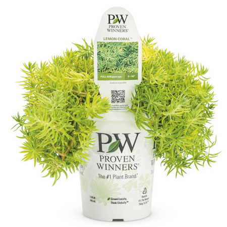 Proven Winners 1.56PT Sedum Green Live Plants Sun, Pot