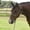Mulberry, variant on Equissential Rope Halter with 8ft Attach