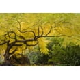 thumbnail image 2 of Paulson, Don 32x23 Black Ornate Wood Framed with Double Matting Museum Art Print Titled - Oregon, Ashland Lithia Park yellow maple trees, 2 of 4