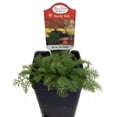 thumbnail image 2 of World's Smallest Tiny Gold Yarrow - Achillea - Fairy Garden/Rock Garden-2.5" Pot, 2 of 2
