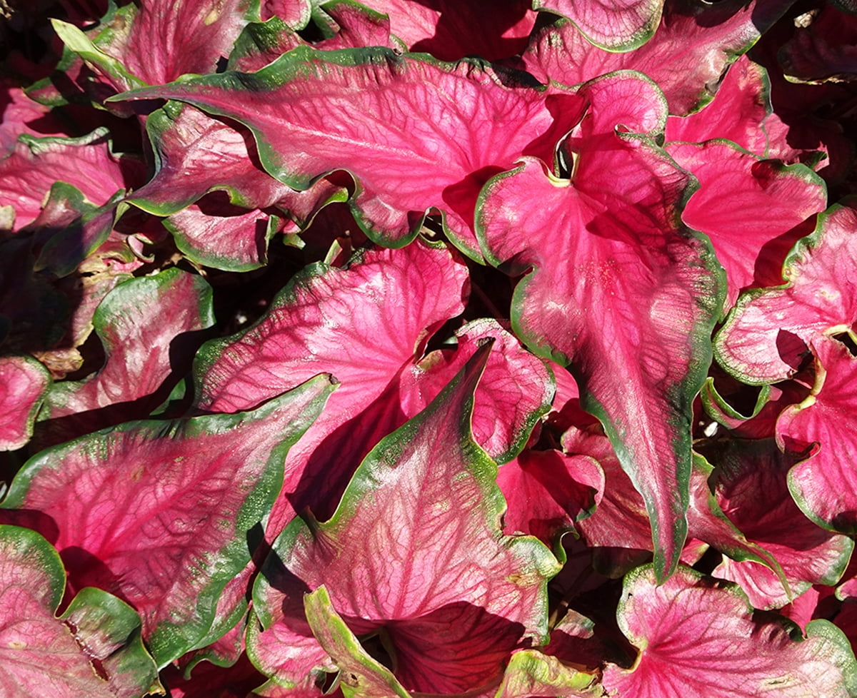 Sizzle Caladium - 3 Bulbs - Too Hot! - Walmart.com - Walmart.com