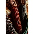 thumbnail image 5 of Wampum Ornamental Native Corn Seeds/ Annual/ Full Sun/ 125 Seeds 1 oz/ Zellajake Farm and Garden- M6, 5 of 5
