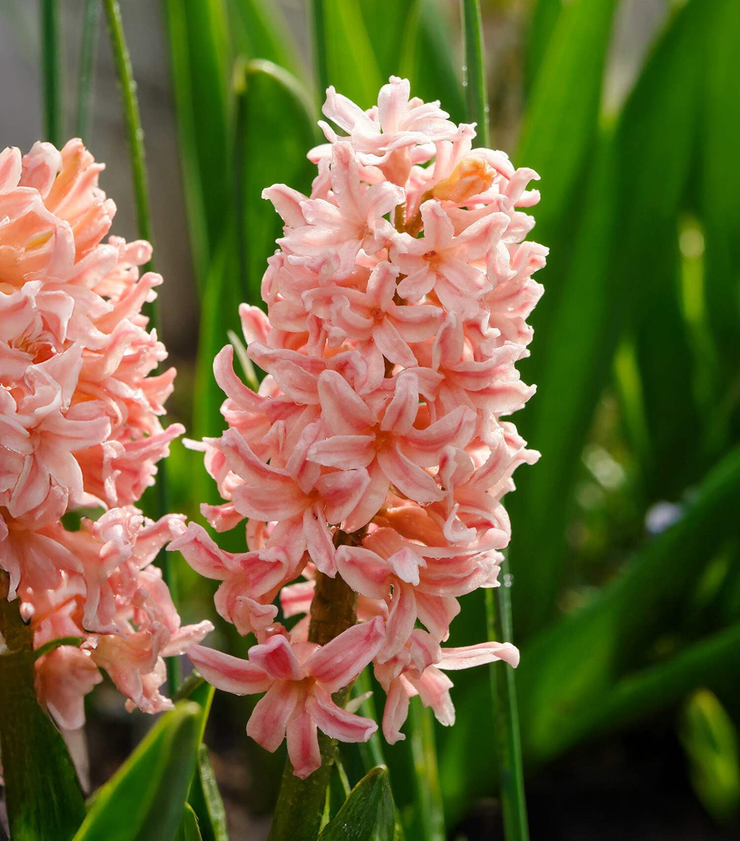 BloomingBulb Gypsy Queen Hyacinth - Thumbnail 4
