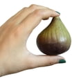 thumbnail image 3 of Coofit 6 Pcs Fruits Artificiels Fig Simulée Mousse Créative Accessoire d'Enseignement des Fruits, 3 of 8