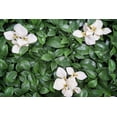 thumbnail image 3 of Artificial Garden Design Cape Jasmine 20"x 20" Panels, 3 of 9