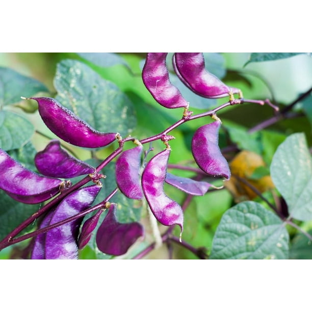 Seeds 10 Hyacinth Ornamental Bean Fragrant Colorful Purple Flowers Seed Pack Perfect For Trellis Gardening Continuous Bloomer Lablab Purpureus Serendipity Seeds Walmart Com Walmart Com
