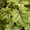 Alabama Sunrise, variant on Southern Living Alabama Sunrise Heucherella Live Perennial in 2.5-Quart Grower Pot