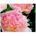 thumbnail image 2 of Raspberry Sundae Bareroot Peony, 2-3 Eye, Great for Fall Planting!, 2 of 4