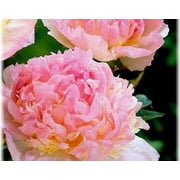 Raspberry Sundae Bareroot Peony, 2-3 Eye, Great for Fall Planting!