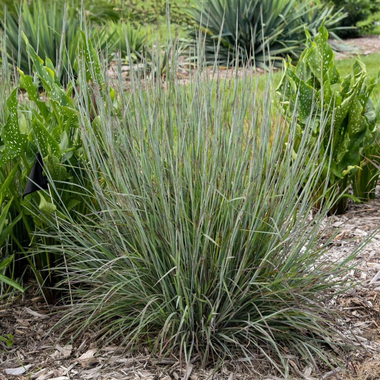 Proven Winners 6" Blue Prairie Winds 'Brush Strokes' Little Bluestem Live Plant in 6.5" Pot
