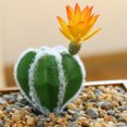 thumbnail image 3 of 7 Uds planta de simulación con flor cactus tropical flor artificial suministros creativos DIY accesorios bonsái, 3 of 5