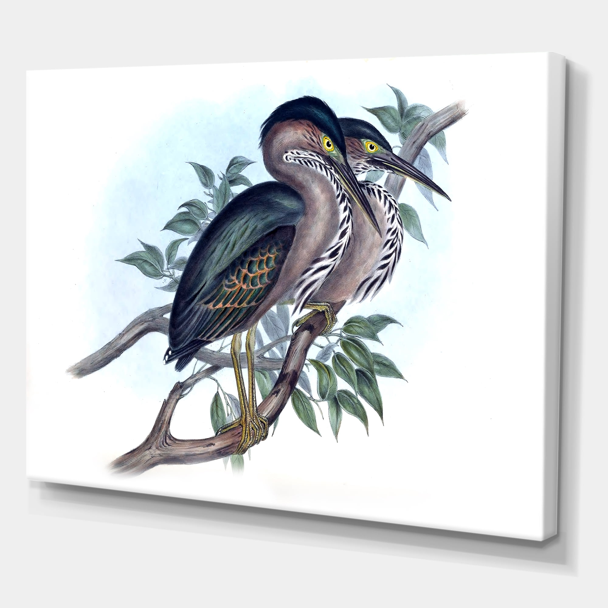 Designart ' Ancient Australian Birds VII ' Traditional Canvas Wall Art Print