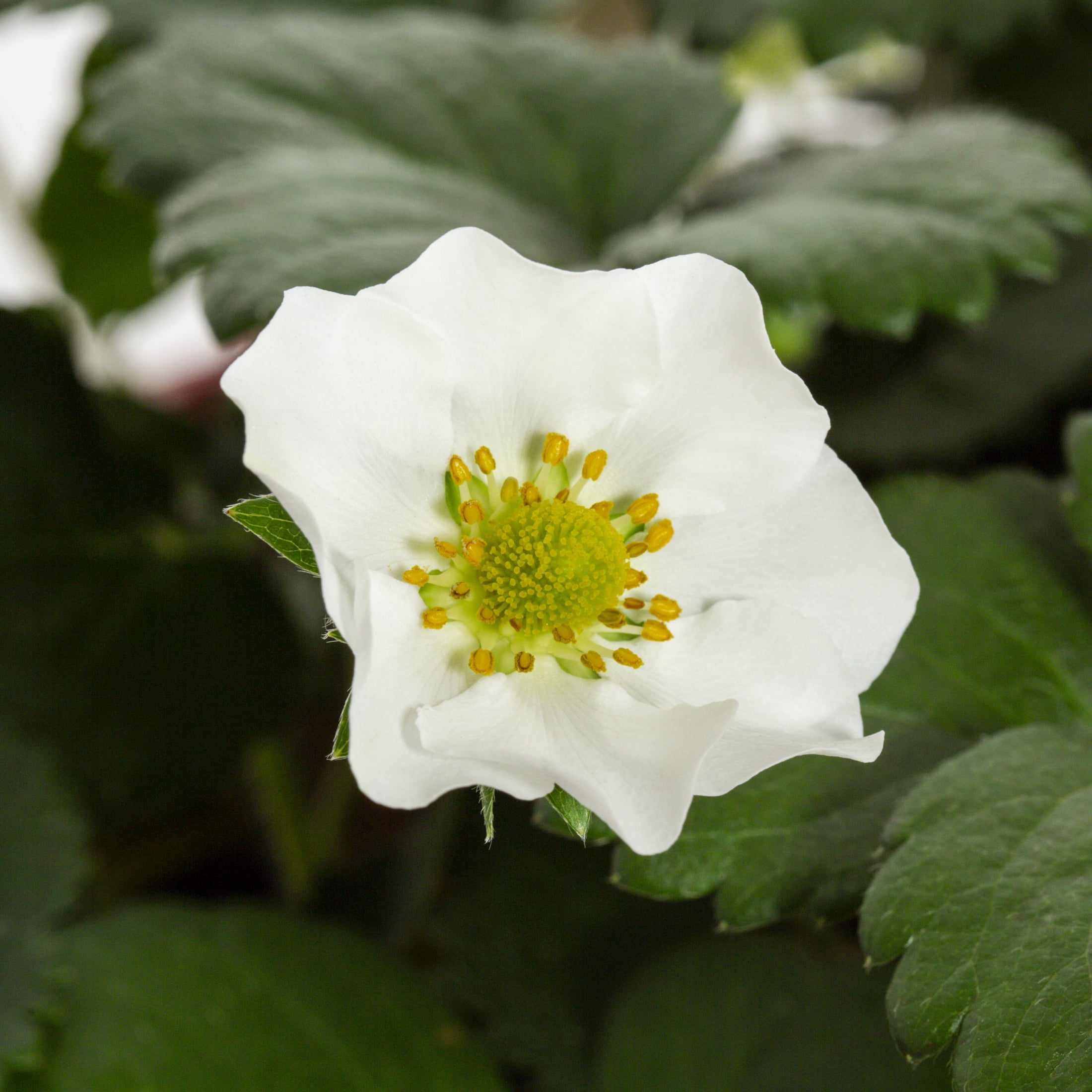 Expert Gardener 1.5gal Strawberry Live Edible Plant Hanging Basket
