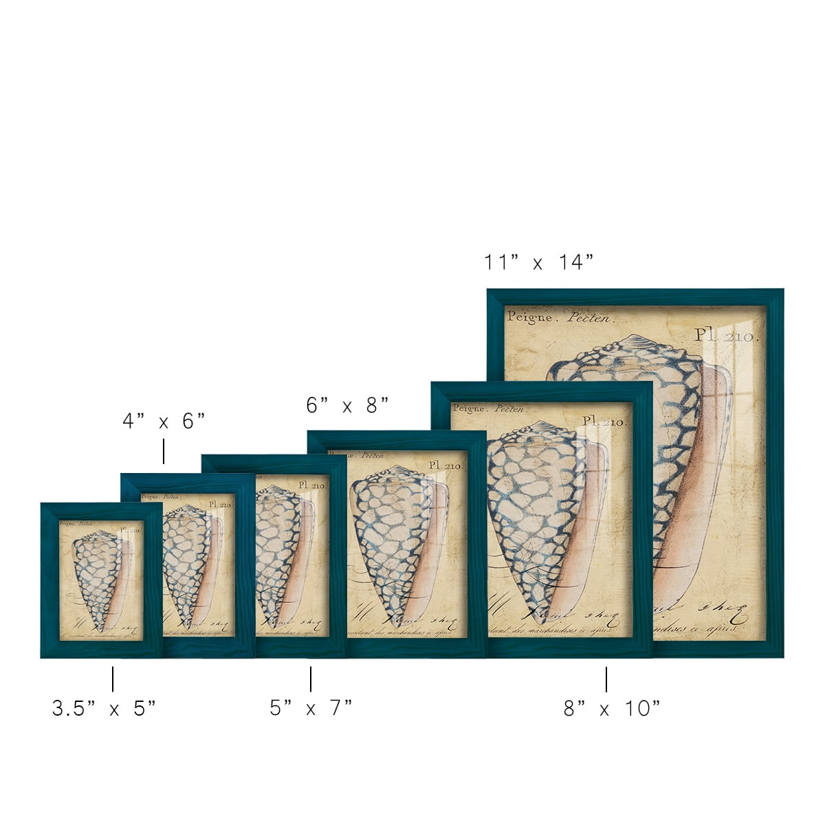 Seashell Ephemera IV - Framed Print w/glass - Ocean Blue