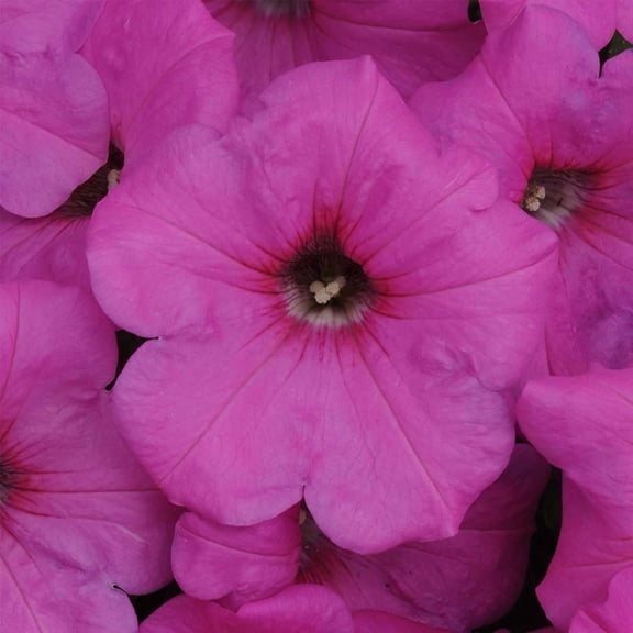 Easy Wave Series Petunia Neon Rose Color ~10 Seeds – Trailing Annual – Non-GMO, Pelleted – 98-105 Days – Hanging Basket & Bedding Flower – Full Sun – Multicolor Options