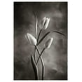 thumbnail image 2 of Van Swearingen, Debra 14x18 Black Ornate Wood Framed with Double Matting Museum Art Print Titled - TwoTone Tulips VII, 2 of 4