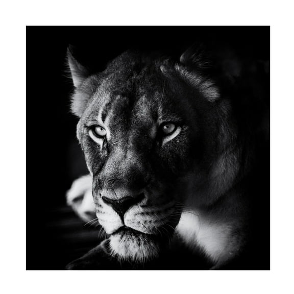 Canvas Wall Art - Jerry Berry 'The Look' Wall Art for Living Room, Bedroom, or Office D?cor by Trademark Fine Art - 14 x 14 Inches