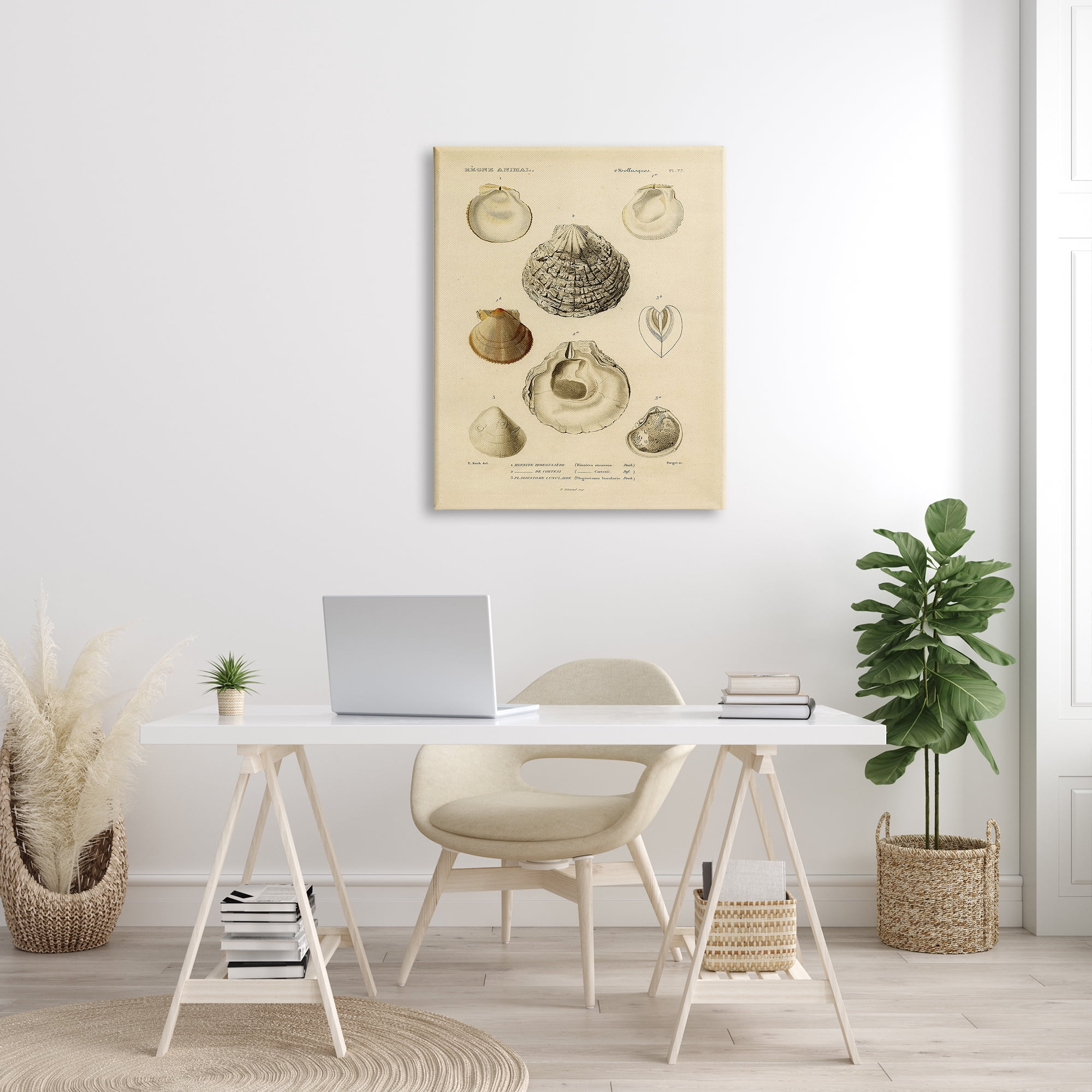 Stupell Industries Vintage Sea Shell Latin Study Marine Chart, 30 x 40, Designed by Daphne Polselli