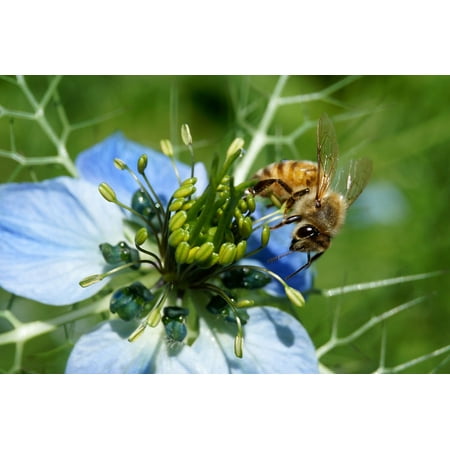 LAMINATED POSTER Blossom Bee Honey Bee Summer Insect Nature Flower Poster Print 11 x (Best Way To Get Rid Of Honey Bees)