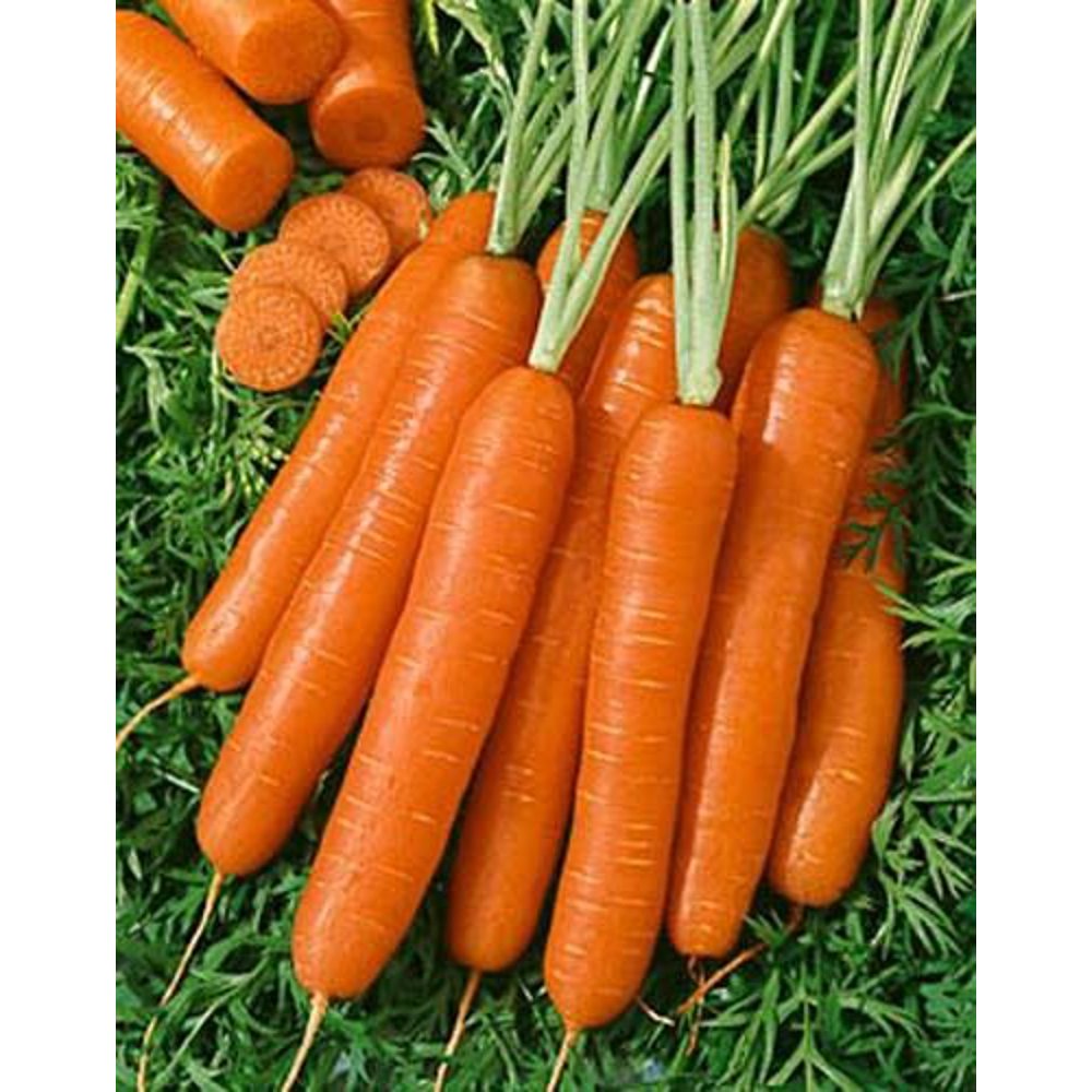 Carrot Scarlet Nantes Great Heirloom Vegetable 1,300 Seeds Walmart