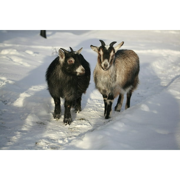 Peel N Stick Poster Of Animals In Snow Goat Dvaƒae A A Aƒa Sa A Rgget Animals Poster 24x16 Adhesive Sticker Poster Pri Walmart Com Walmart Com