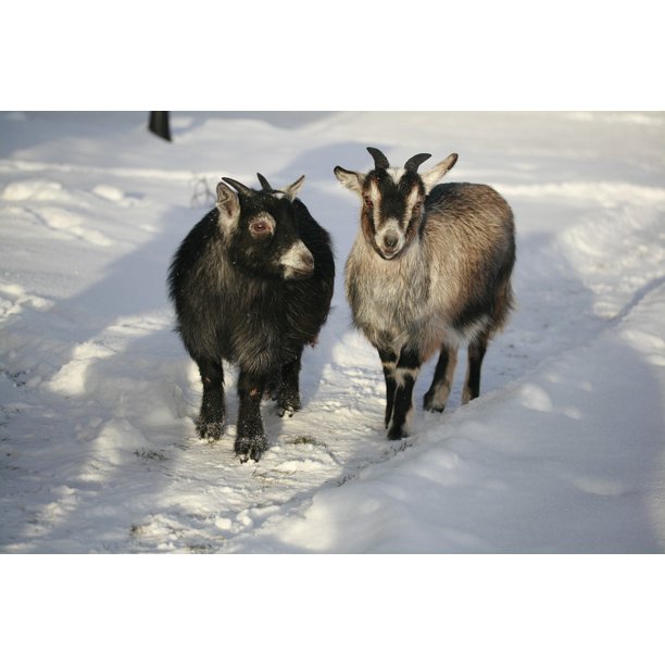 Peel N Stick Poster Of Animals In Snow Goat Dvaƒae A A Aƒa Sa A Rgget Animals Poster 24x16 Adhesive Sticker Poster Pri Walmart Com Walmart Com Peel N Stick Poster Of Animals In Snow Goat Dvaƒae A A Aƒa Sa A Rgget Animals Poster 24x16 Adhesive Sticker Poster Pri Walmart Com Walmart Com