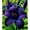 D, variant on Daylily Bulbs, Mixed Hemerocallis Bare Root Plants, Perennial Flower Roots for Garden Beds, Borders, Patio Containers