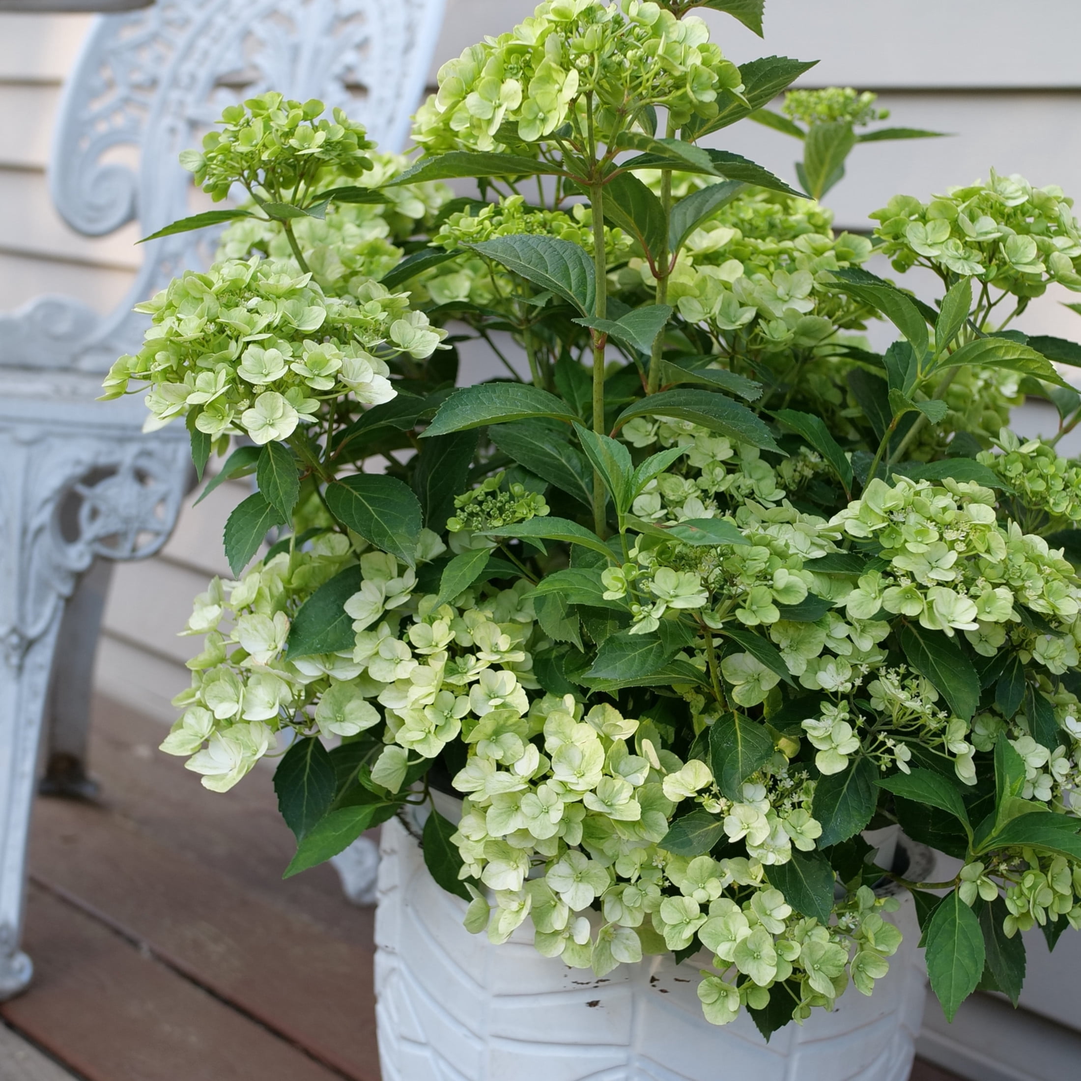 Proven Winners ColorChoice 5" Fairytrail Green Cascade Hydrangea Live Plant in 4.5" Pot (4 Count)