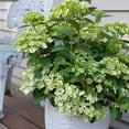thumbnail image 5 of Proven Winners ColorChoice 6" Fairytrail Green Cascade Hydrangea Live Plant in 7.5" Pot, 5 of 7
